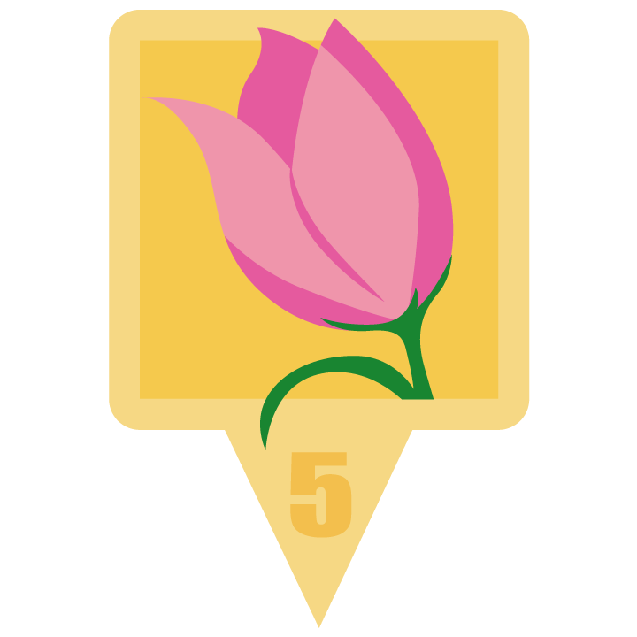 pinktulipblossom.png