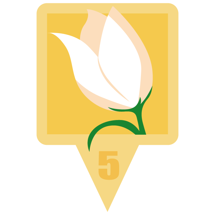 whitetulipblossom.png