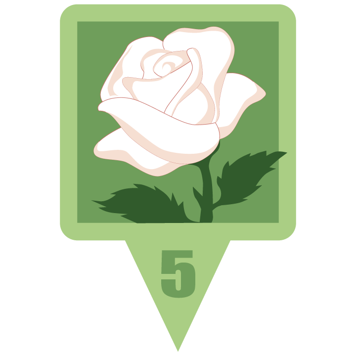 whiteroseblossom.png