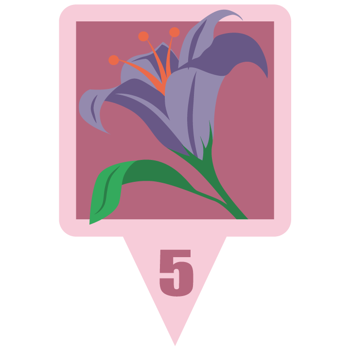 violetlilyblossom.png