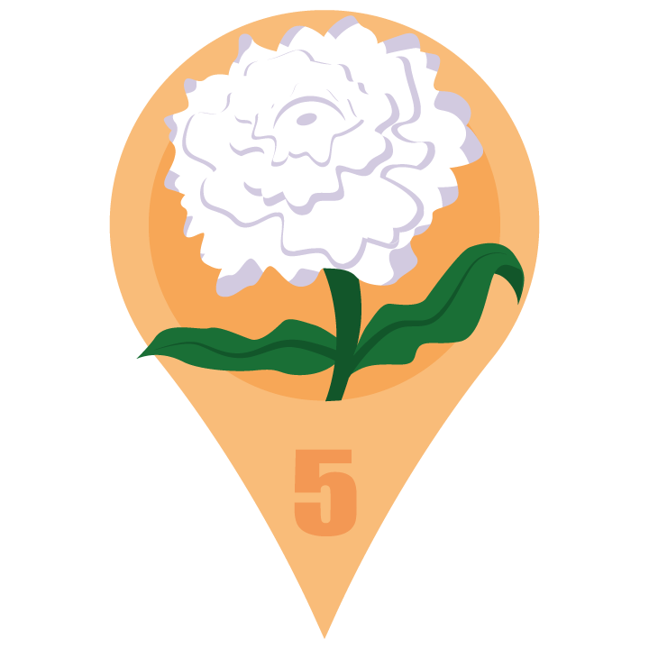whitecarnationblossom.png